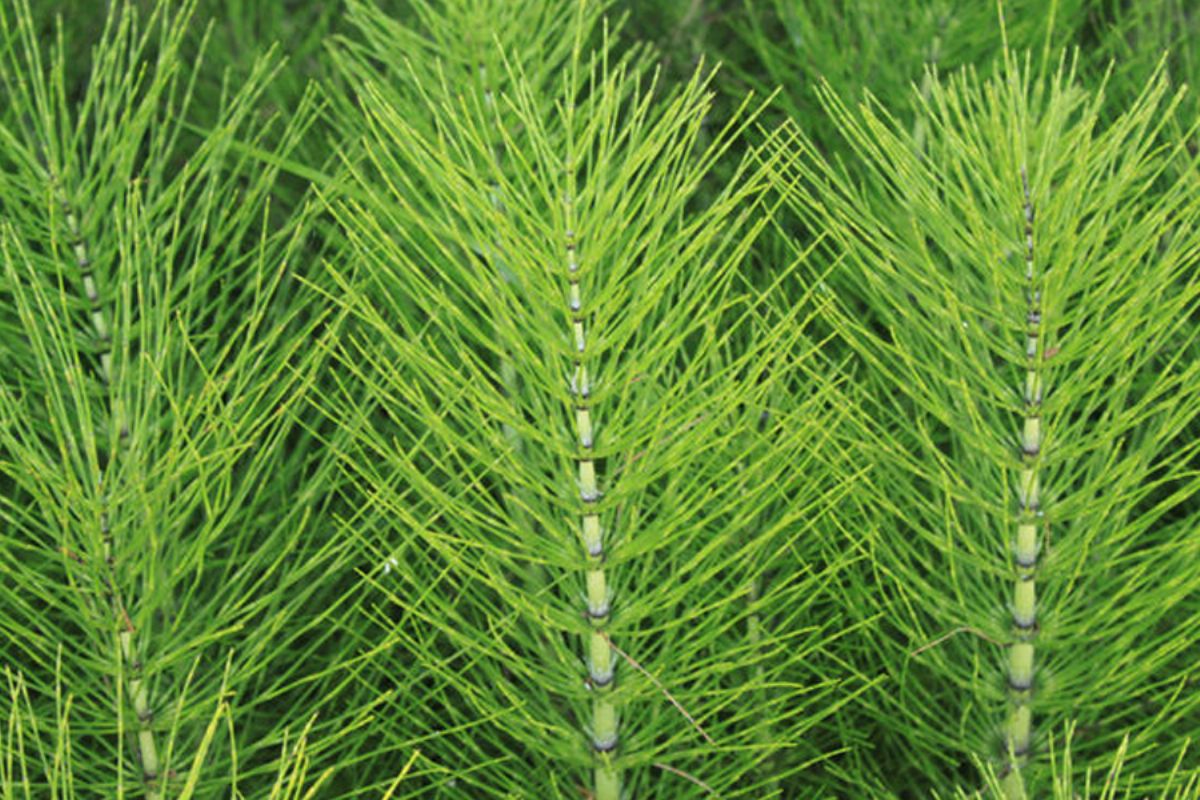 Horsetail Herb