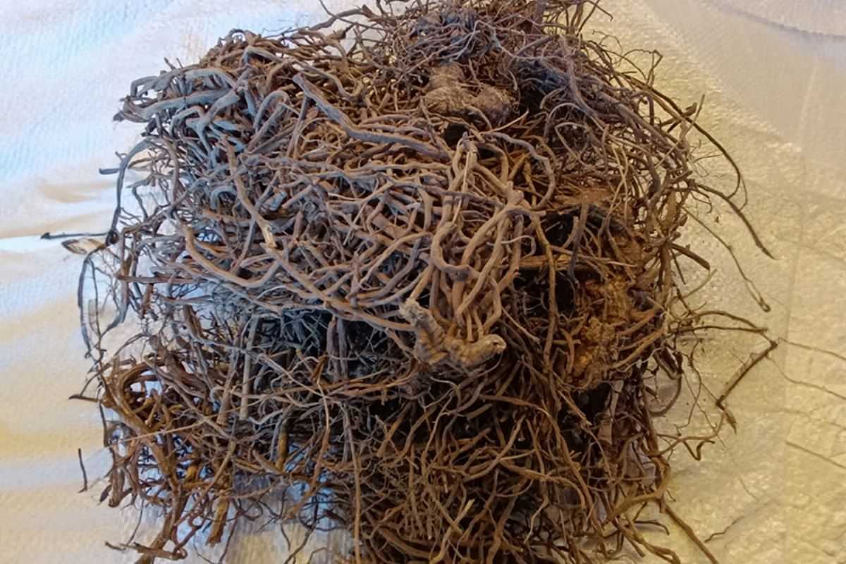 Butcher's Broom Root