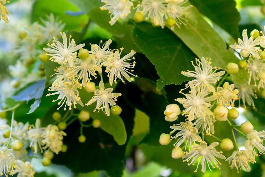 Benefits of Linden Leaf to Our Health