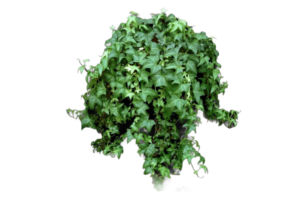 Hedera Helix