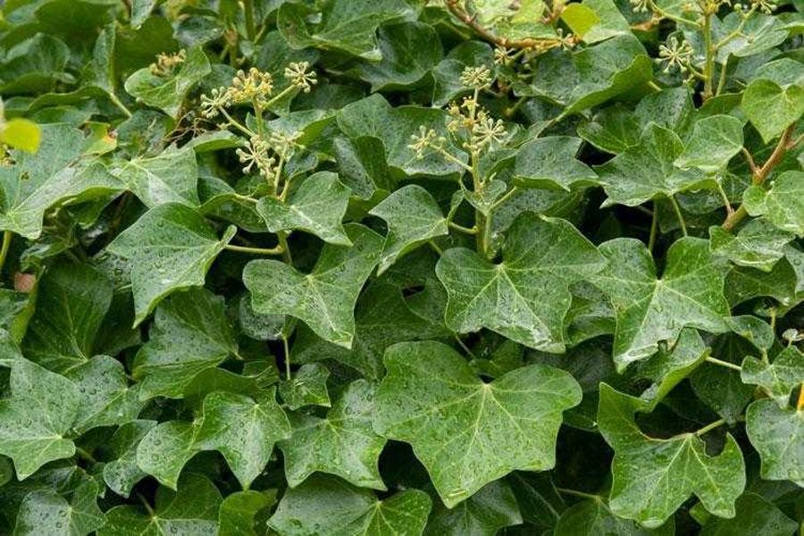 Hedera Helix